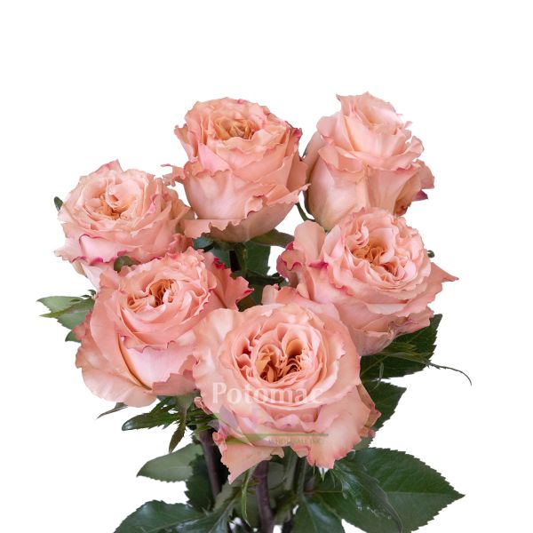 Happy Rose　0329 ROSPINHER5-350x350.jpg